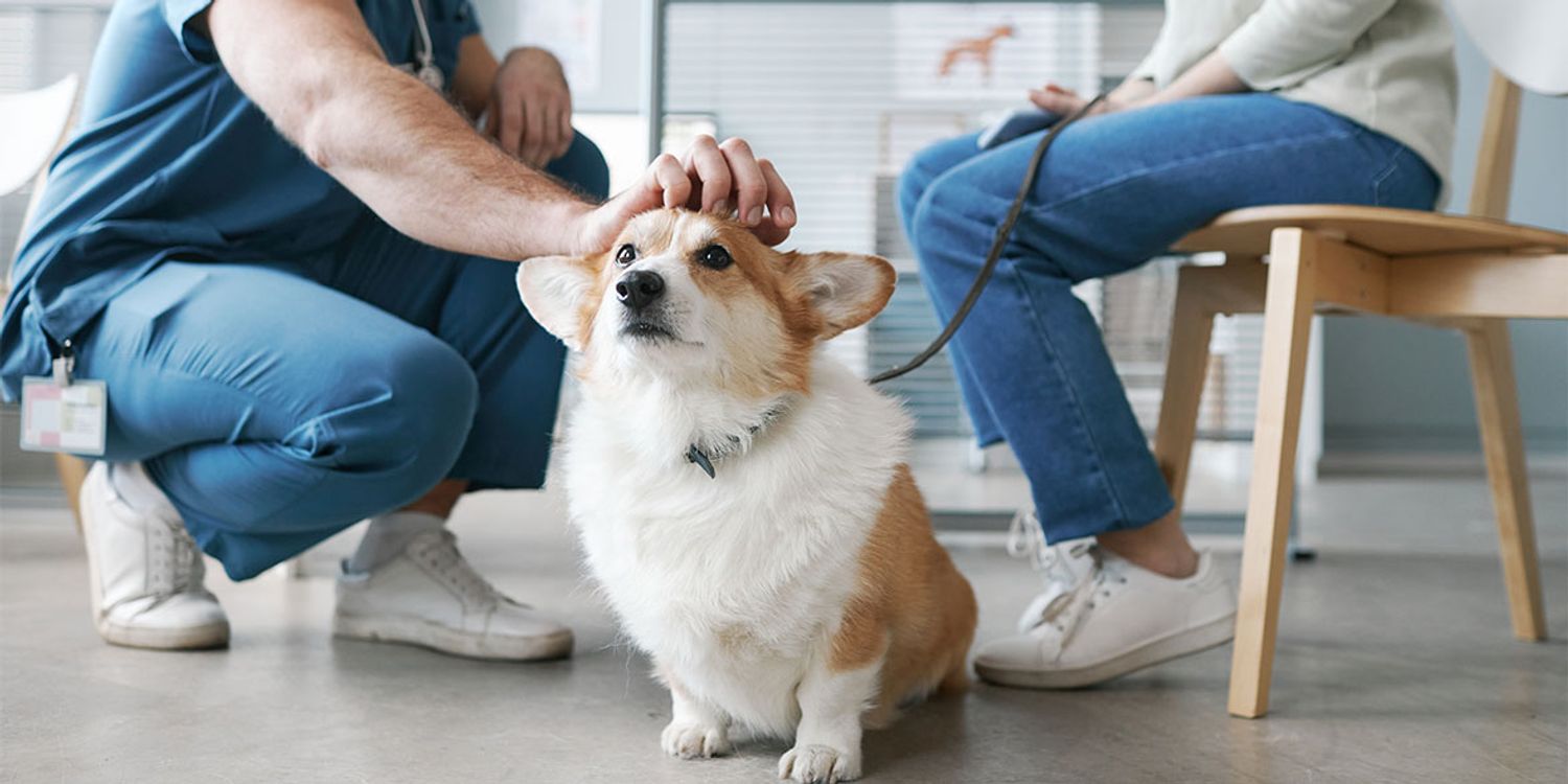 5 Signs Your Pet Needs Immediate Vet Care